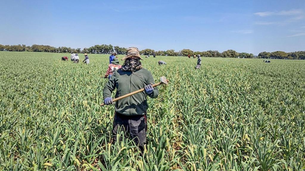 Mauricio, trabajando en los campos de La Mancha.