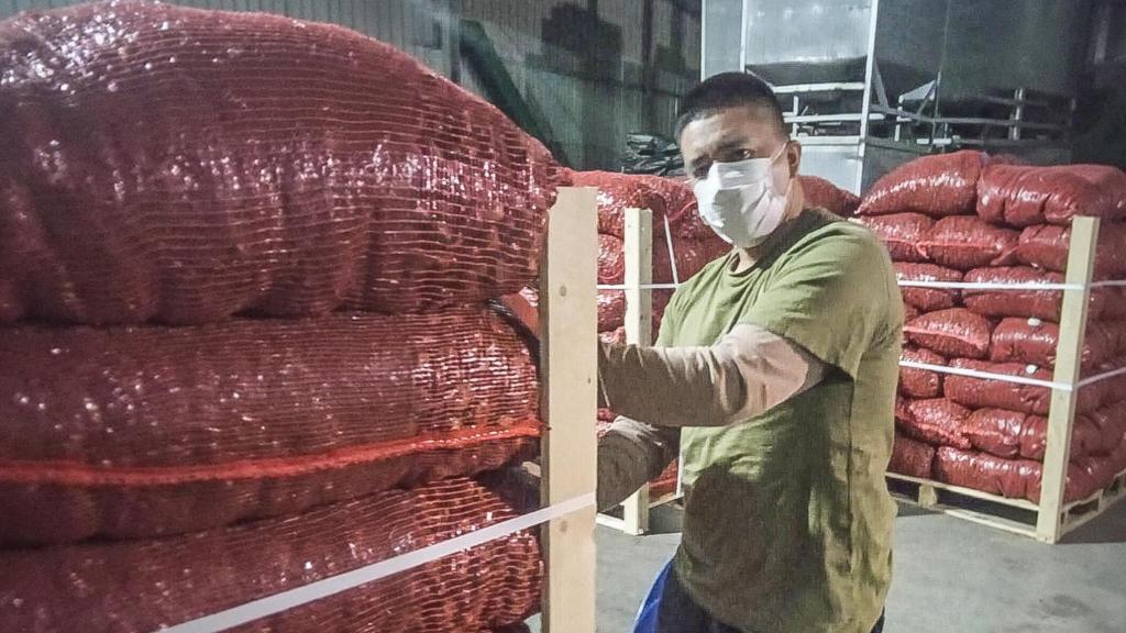 Trabajando en Galicia recogiendo castañas.