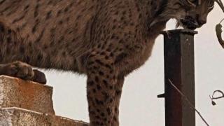Un lince ibérico sorprende en Árges