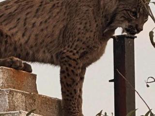 Un lince ibérico sorprende en Árges