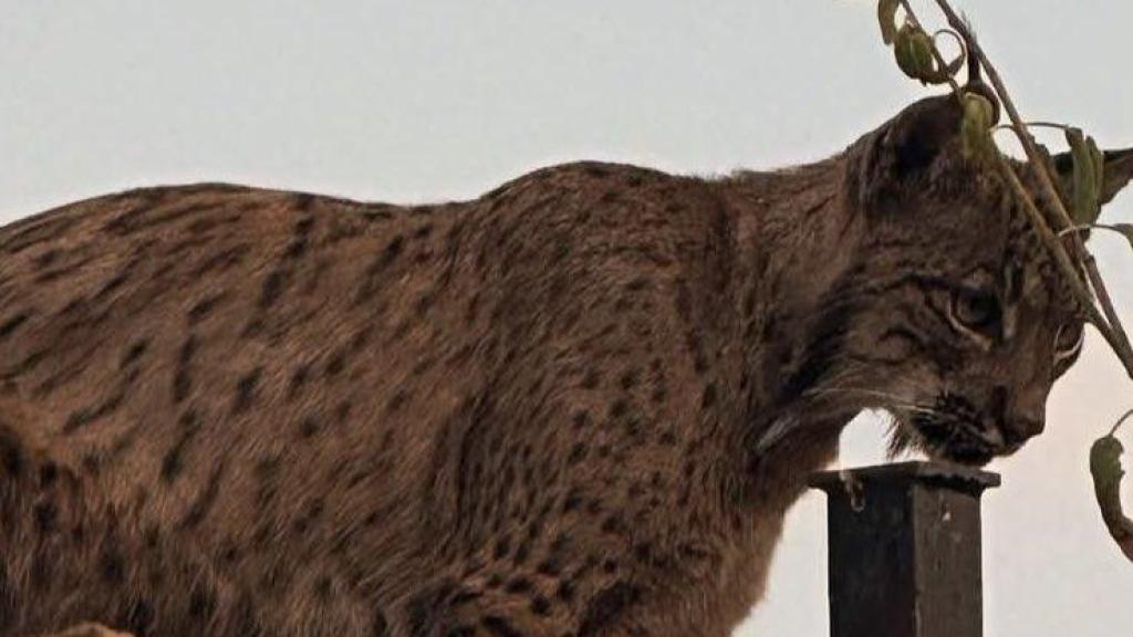 Un lince ibérico sorprende en Árges