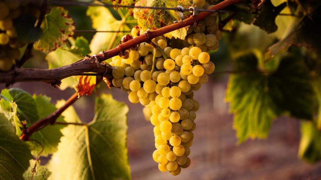 Primer plano de uva blanca