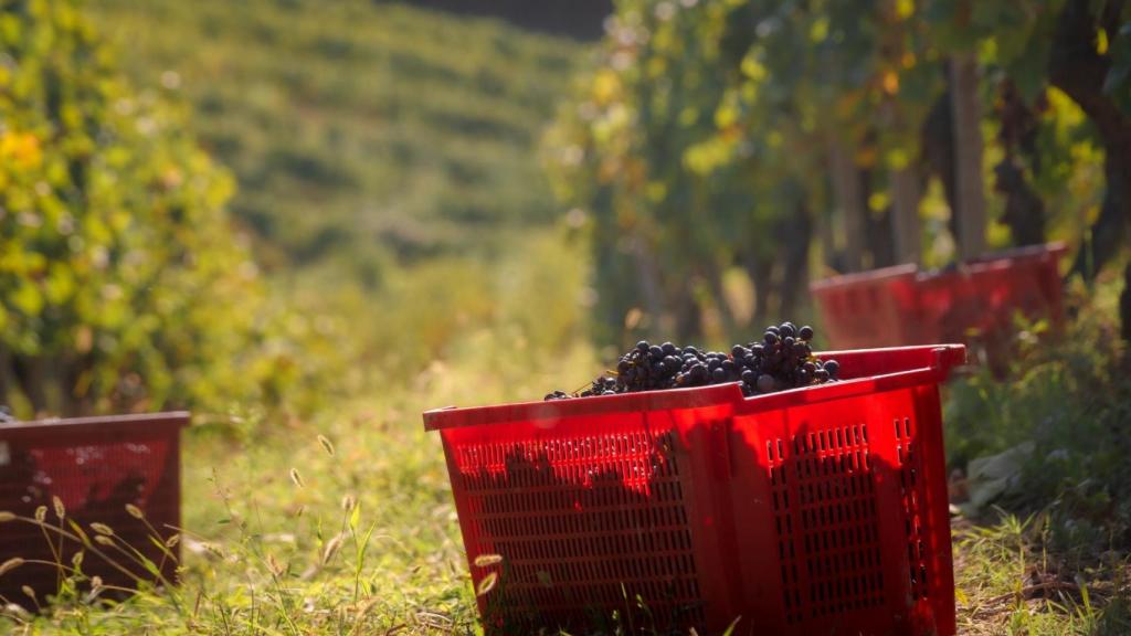 Una campaña de vendimia