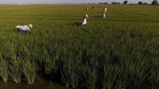 Agricultores trabajando el campo.