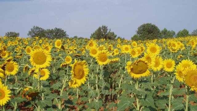 Imagen de un campo de girasol.