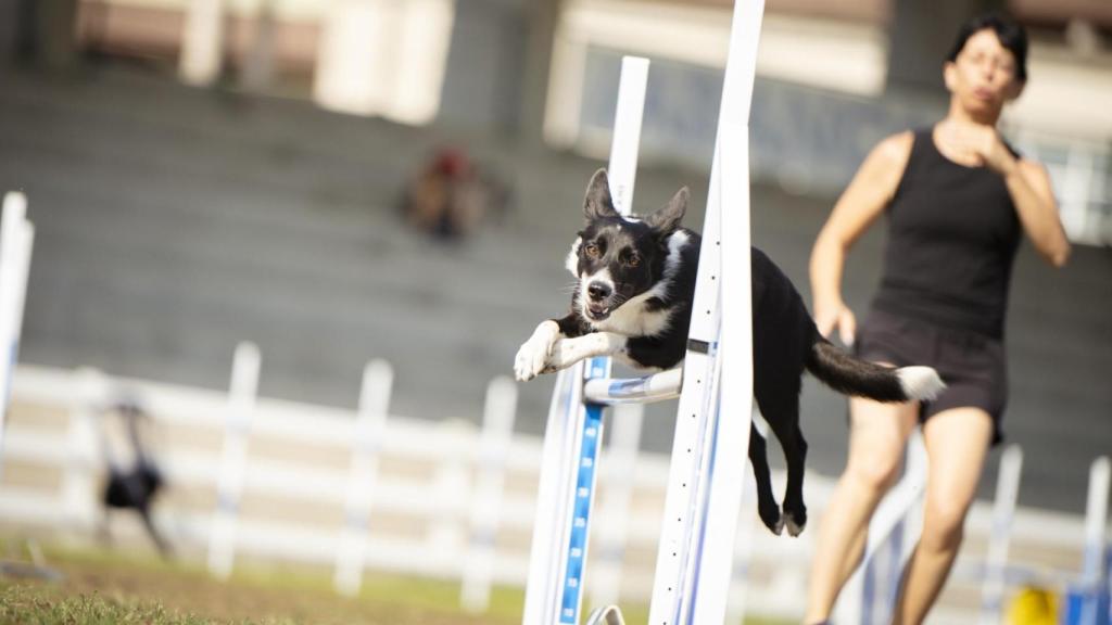 La Galican Agility Cup convirtió por cinco días a Silleda (Pontevedra) en la capital del deporte canino