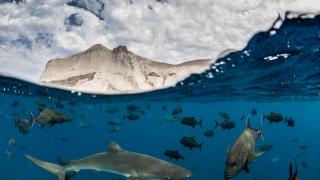 La biodiversidad regresa a Roca Partida, en México, gracias a su área protegida.