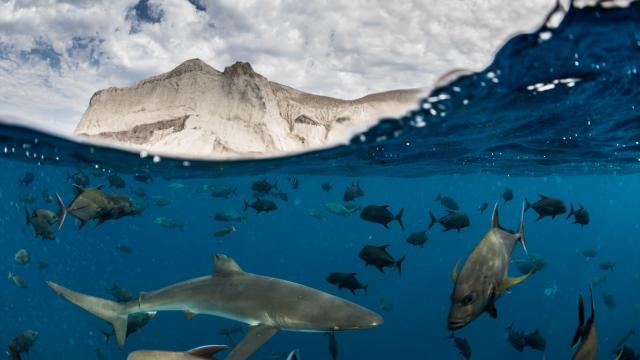 La biodiversidad regresa a Roca Partida, en México, gracias a su área protegida.
