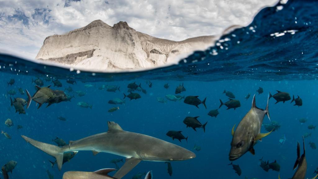 La biodiversidad regresa a Roca Partida, en México, gracias a su área protegida.