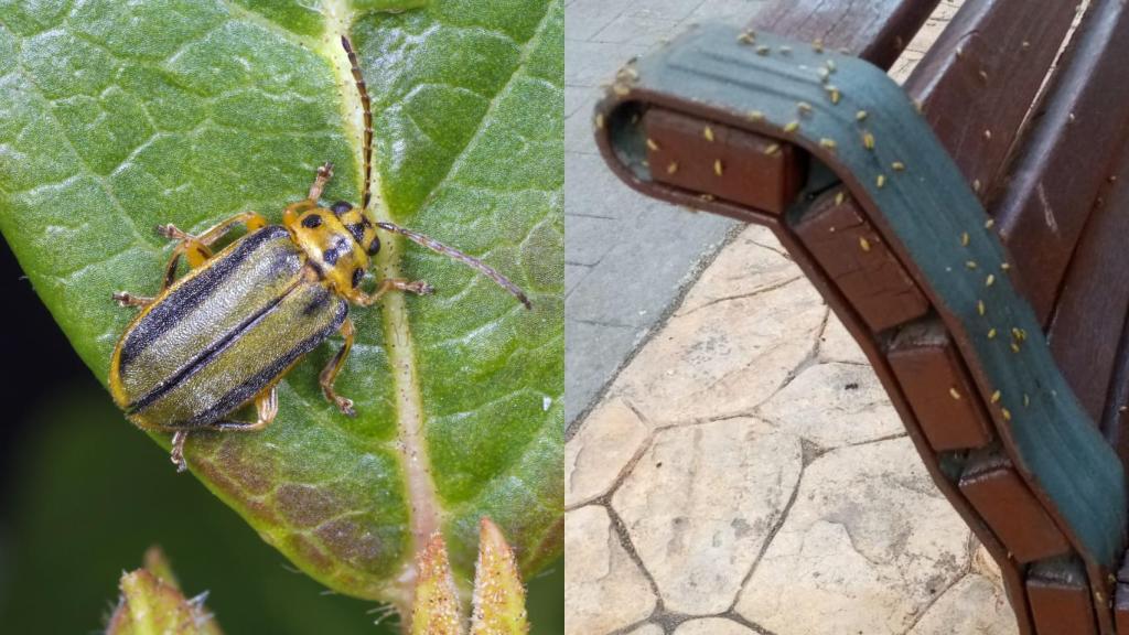 Una Galeruca y un banco de leganés lleno de este insecto.