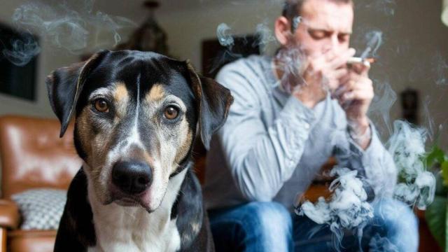 Un chico fumando al lado de un perro.