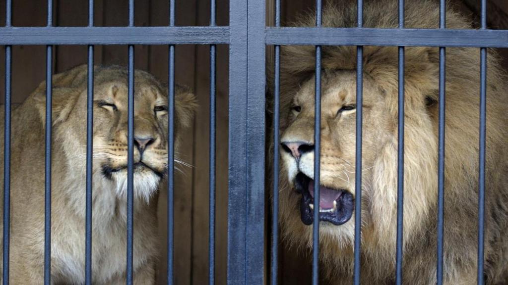 El zoológico alega que es por la salud dental de los animales.