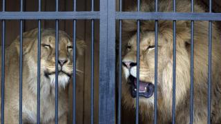 El zoológico alega que es por la salud dental de los animales.