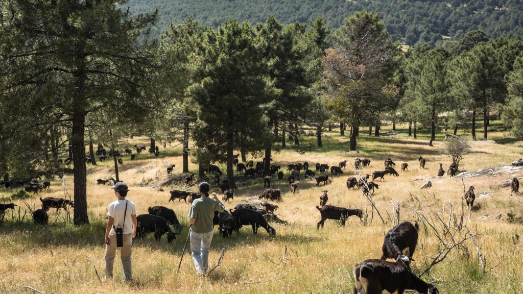 El sueño de estas jóvenes es tener su propio rebaño de cabras.