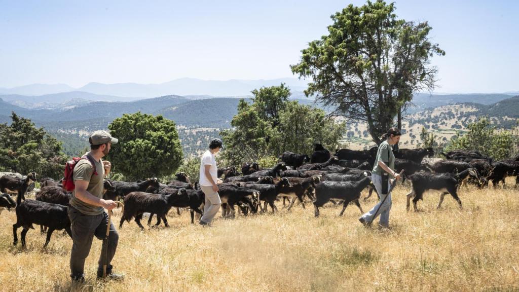 La leche con la que elaboran los helados en Campo a Través procede de cabras de la raza Guadarrama.