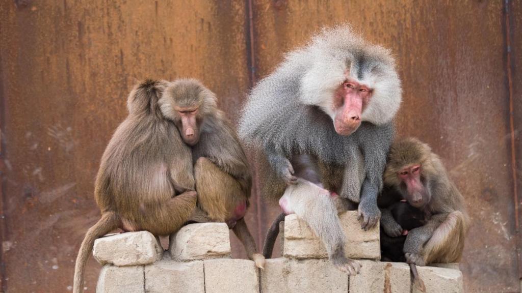 El zoológico ha aprovechado la sobrepoblación de babuinos.
