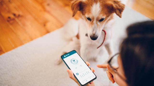 Una mujer mirando una aplicación de móvil con un perro.