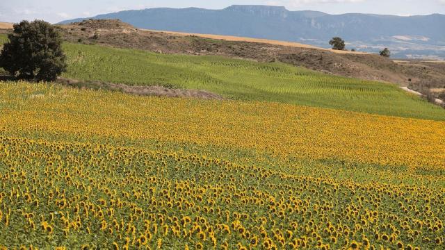 El precioso mar dorado de girasoles