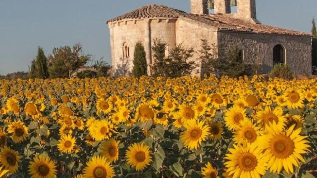 Una bella estampa de los girasoles y una iglesia de fondo