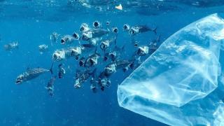 Plástico flotando frente a un banco de peces en Bali, Indonesia.