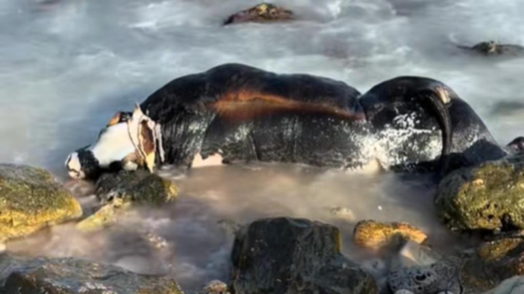 Una vaca ha aparecido muerta en una playa del Casco Urbano de Altea