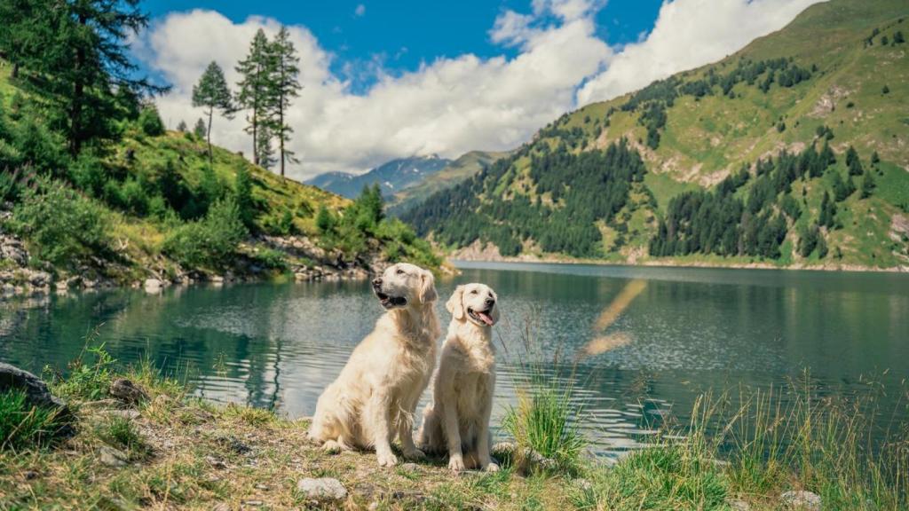 Dos perros disfrutando de un lago en montaña.