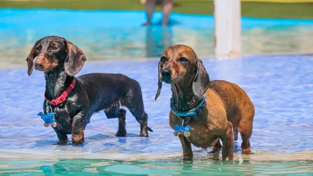 Dos perritos en un uno de los lagos del acuapark canino de Barcelona.