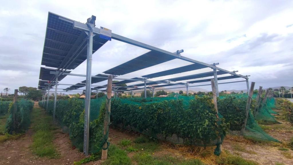 Las placas fotovoltáicas encima de las uvas.