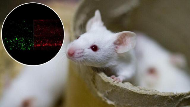 La reducción de beta amiloide y tau en los ratones tratados con litio.