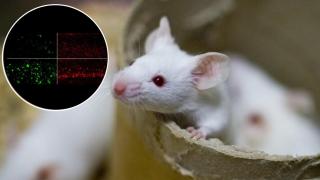 La reducción de beta amiloide y tau en los ratones tratados con litio.