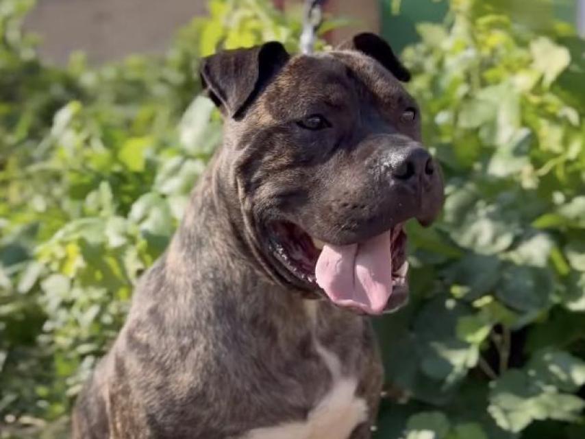 Imagen de Fighter difundida por la protectora 'Tu Fiel Amigo' de Quintanar del Rey (Cuenca).