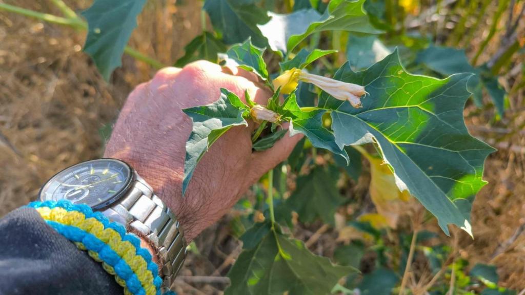 En la imagen, estramonio fotografiado en el Pirineo, en las proximidades del Turbón. El estramonio es una de las solanáceas que empleaban las brujas estudiadas por Gari para la fabricación de sus ungüentos.