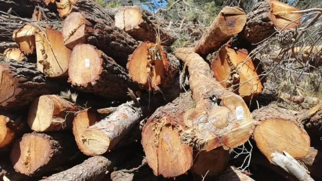 Madera recogida en la Sierra de las Nieves.