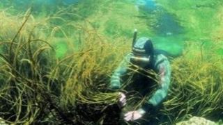 Investigación del CICA de la UDC sobre macroalgas