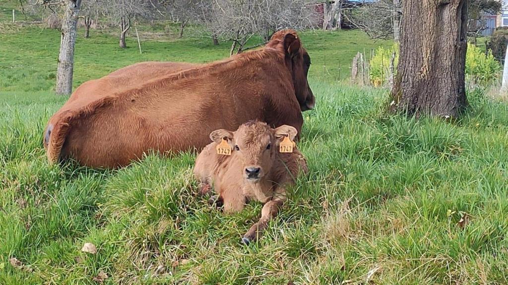 Los desechos agrícolas alimentan las plantas de biogás.