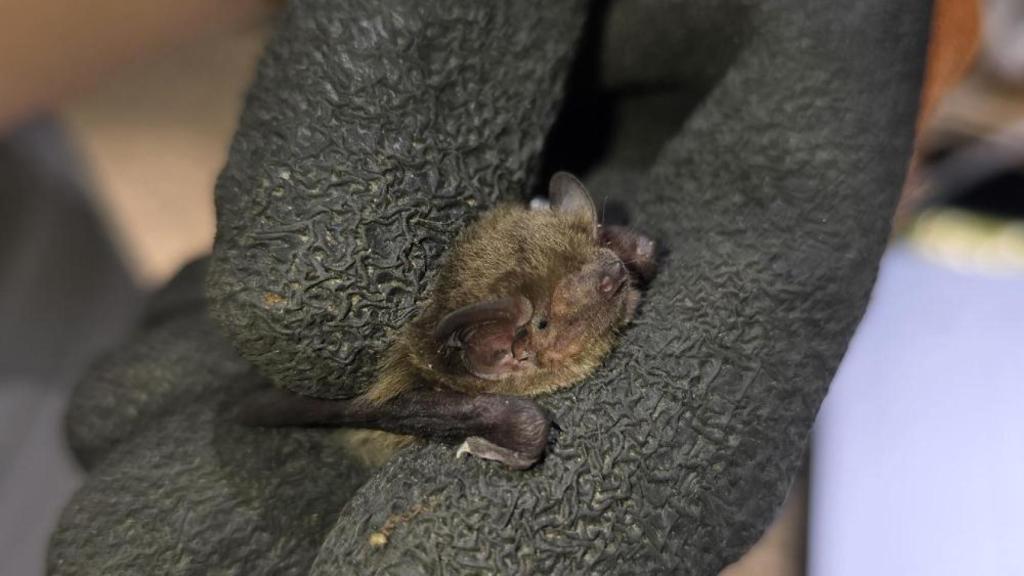Uno de los murciélagos del Jardín Botánico.