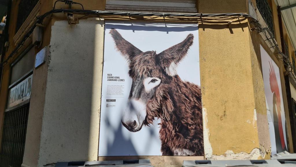 Mural de la exposición fotográfica que ha llegado a las calles de Zamora