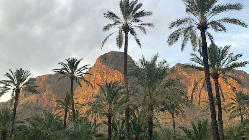 El palmeral de Orihuela.