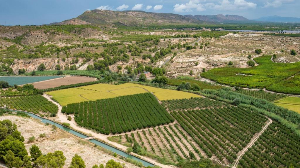 Arrozales agrícolas en Calasparra, Murcia, España.
