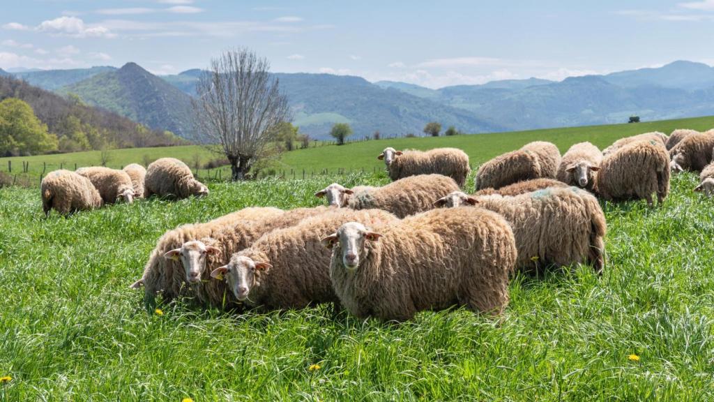 Rebaño de ovejas en la ganadería extensiva en el Pirineo navarro.