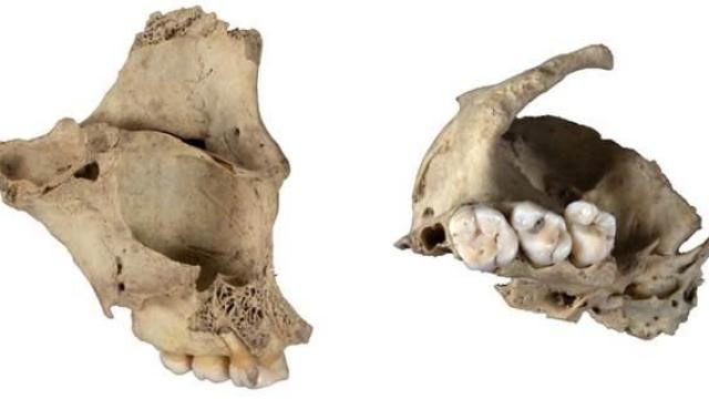 Maxilar humano canibalizado de la cueva de El Mirador. Foto: IPHES-CERCA