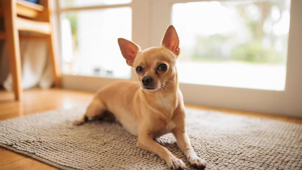 Un perro de raza chihuaha en una alfombra.