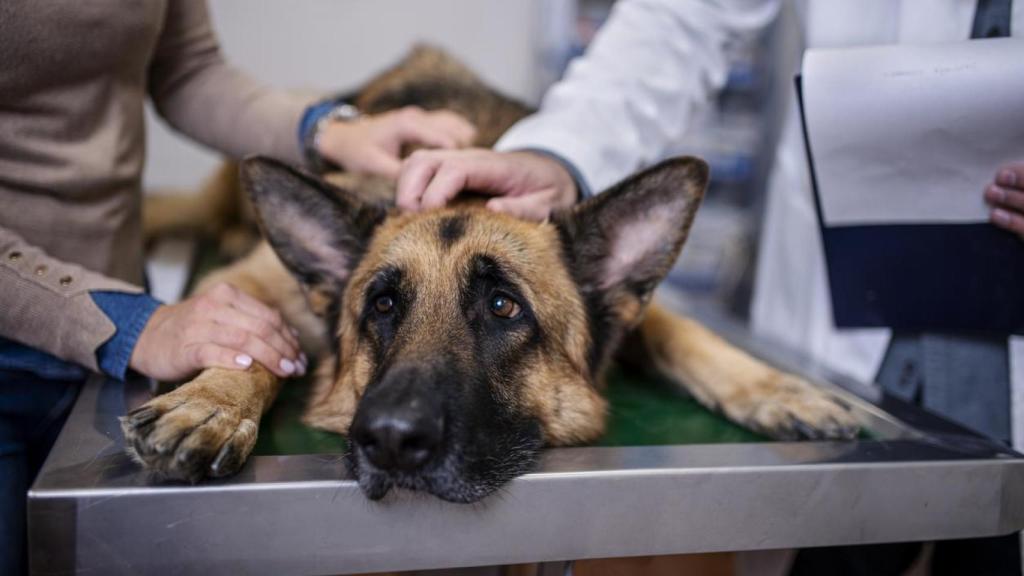 Un perro pastor alemán en una clinica veterinaria.