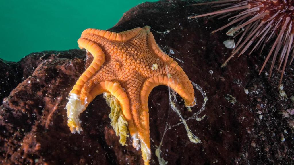Una estrella de mar galleta con signos de la enfermedad en su cuerpo.