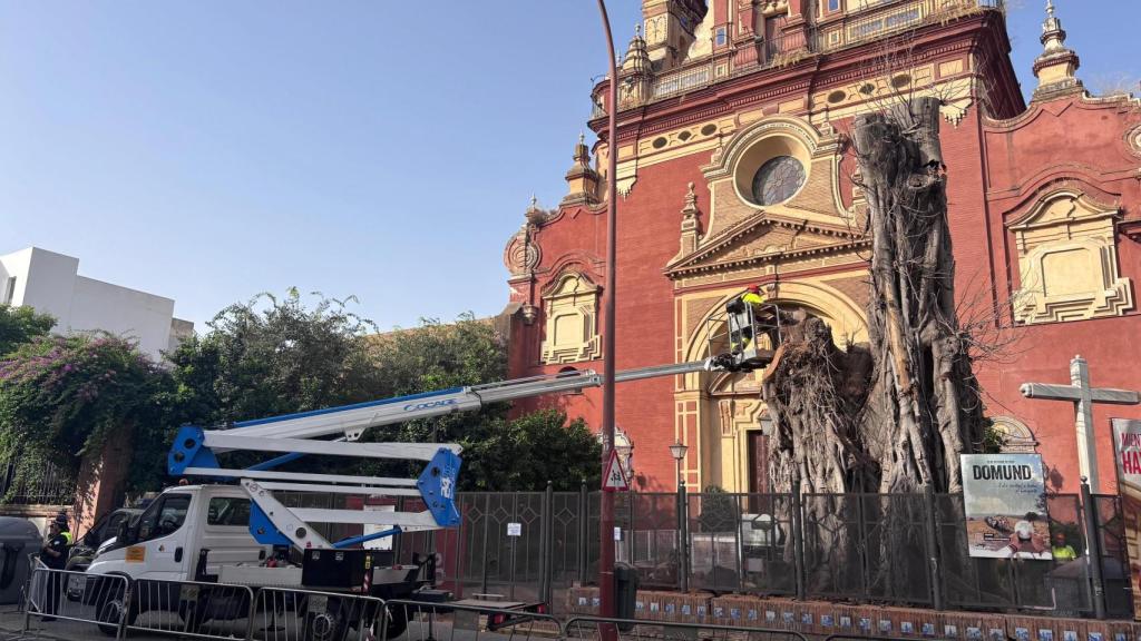 Los operarios del Ayuntamiento trabajan en la tala del ficus de San Jacinto.