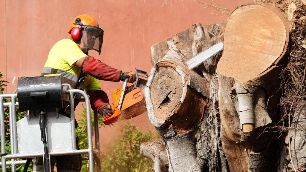 Operarios del Ayuntamiento de Sevilla proceden a la tala del ficus de San Jacinto.