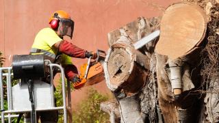 Operarios del Ayuntamiento de Sevilla proceden a la tala del ficus de San Jacinto.