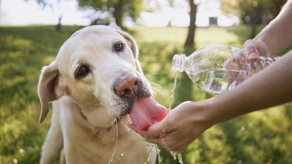 Un perro bebiendo agua en un parque en verano.