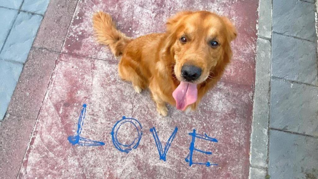 Jacobo, el perro de Irene Eguiluz.