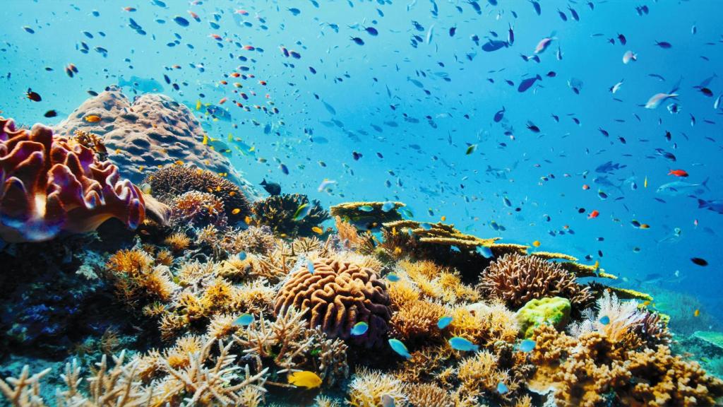 Arrecife de coral sano en el archipiélago de Raja Ampat, Indonesia. Foto: Atlantic Productions / Freddie Claire